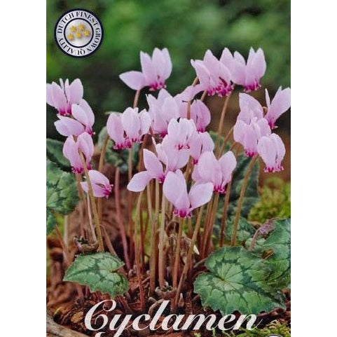 Alpcyklam Hederifolium 3-pack